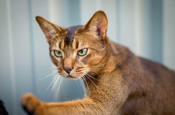 Абиссинская кошка – порода древнейшая