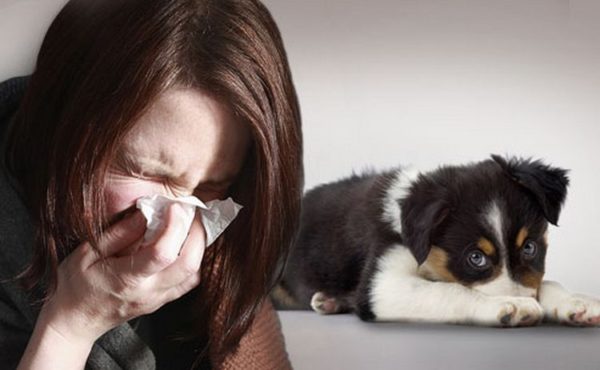 Как проверить есть ли аллергия на собак?