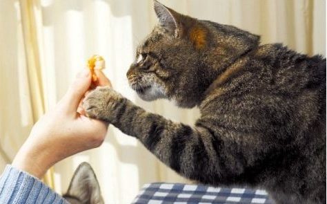 Чтобы кошка не боялась процедуры, можно дать ей что-нибудь вкусное, сыграв на положительном подкреплении