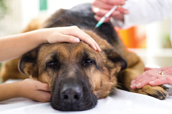 Аденовирус у собак лечение в домашних условиях thumbnail