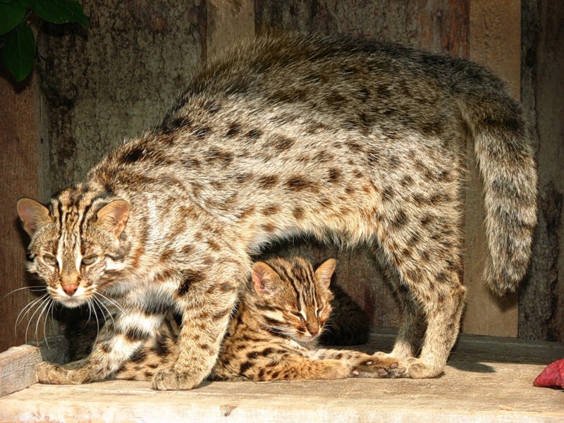 Амурская кошка охраняет своих котят