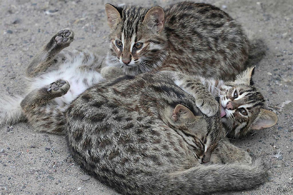 Амурские коты образуют группы только в брачный период