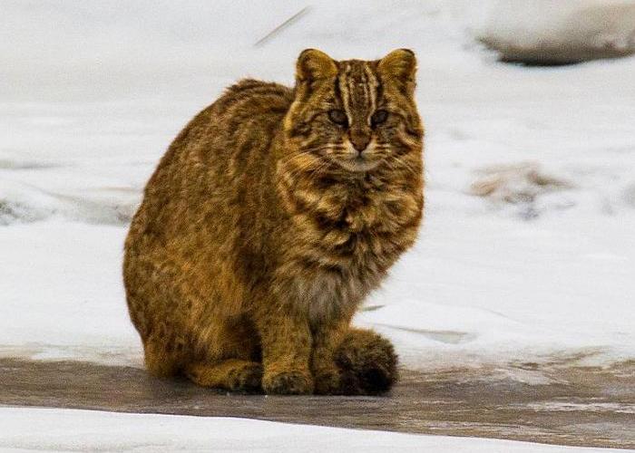 Амурский кот в Приморском крае