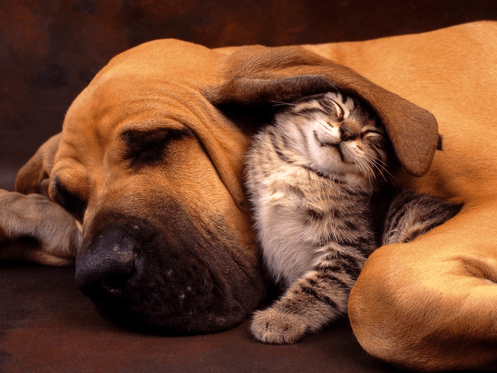 Бладхаунды могут дружить с котами или псами других пород