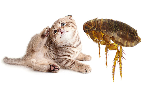 Переносят Эперитрозоон блохи и другие мелкие насекомые, заражающие животных через укусы