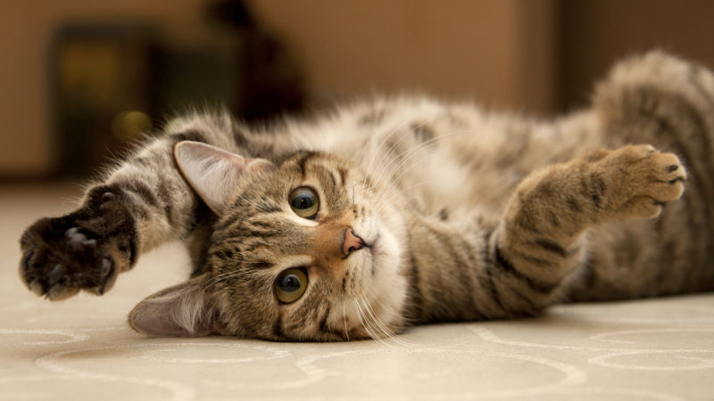 Чем лечить дерматит у кошки