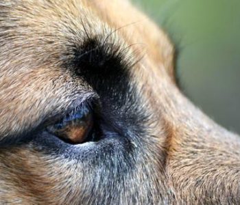 Болезни глаз у собак