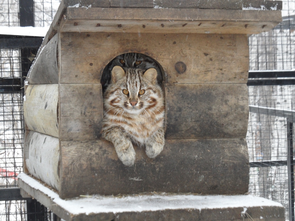 В построенном на территории вольера укрытии леопардовый кот обретет комфорт и спокойствие
