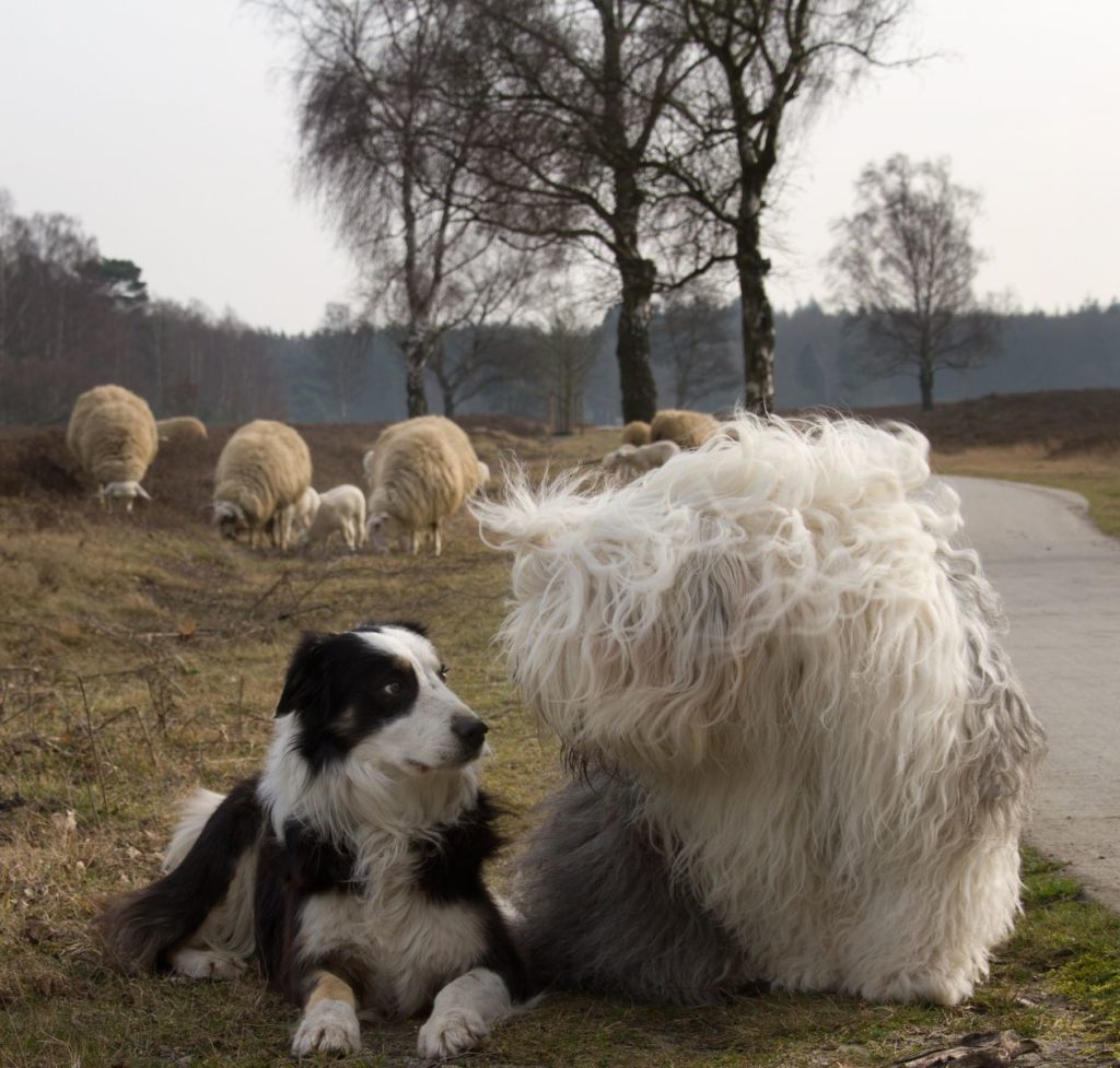 В прежние времена бобтейлы использовались на пастбищах и специализировались на охране овец