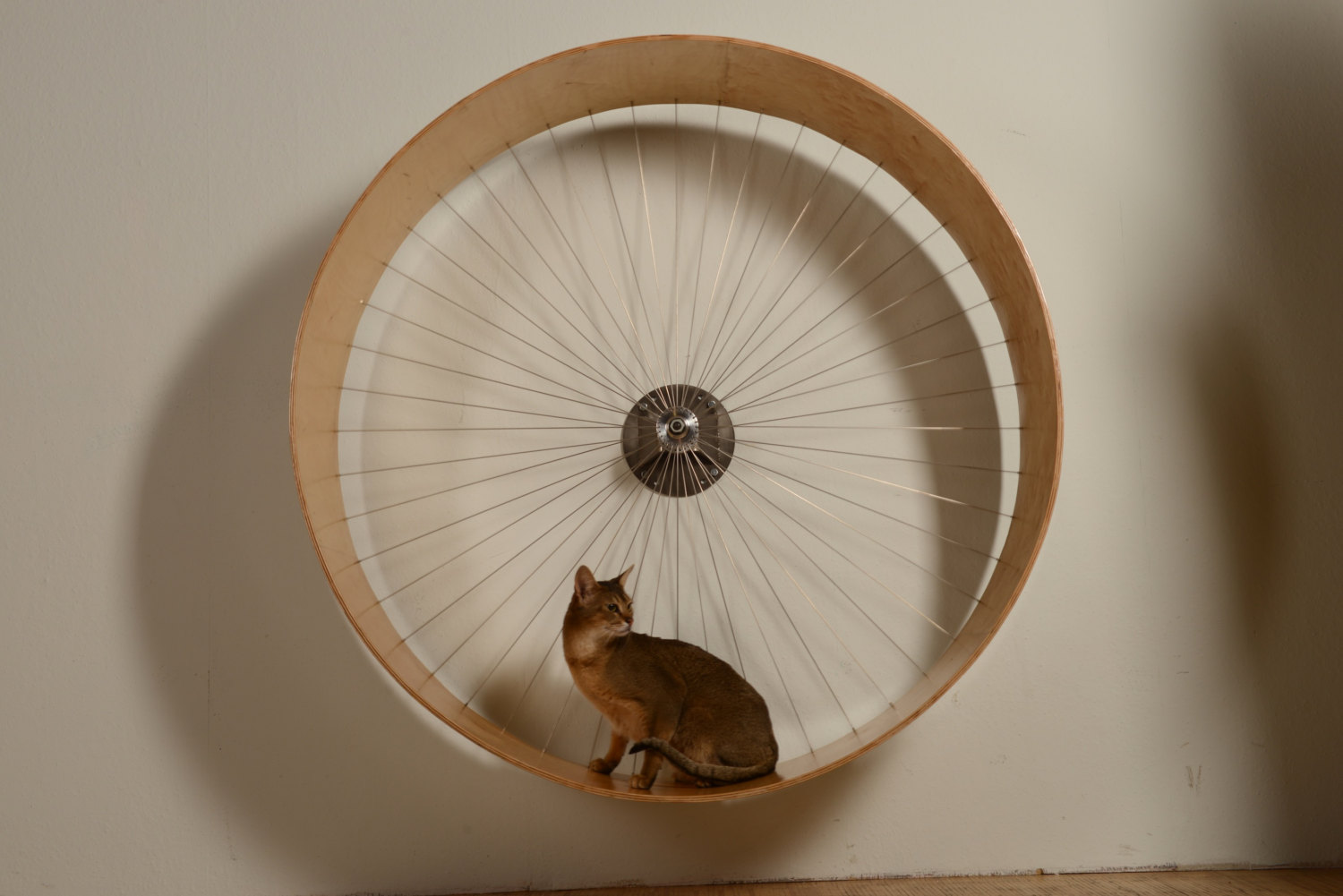 Велосипедное колесо для кошек