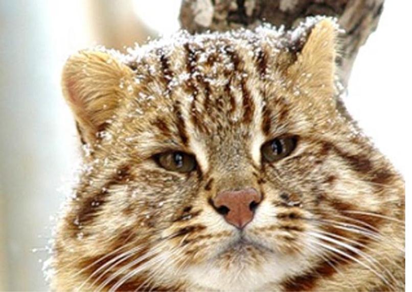 Вопреки густому теплому меху снег - далеко не лучший друг амурского кота
