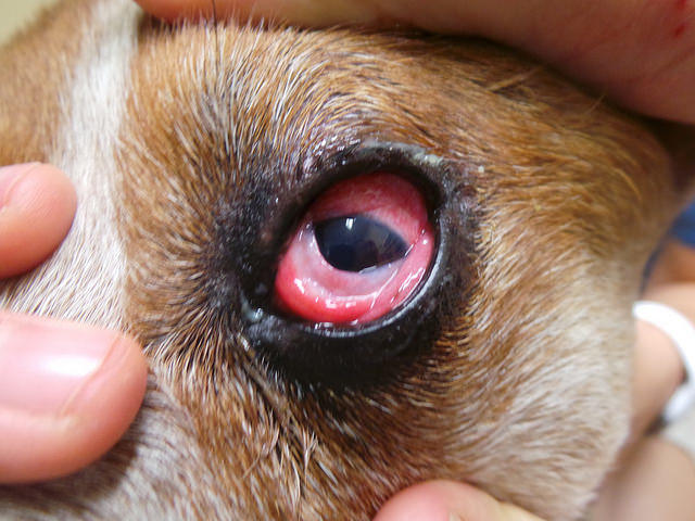 Воспаление слизистой оболочки конъюнктивы встречается у собак чаще других заболеваний