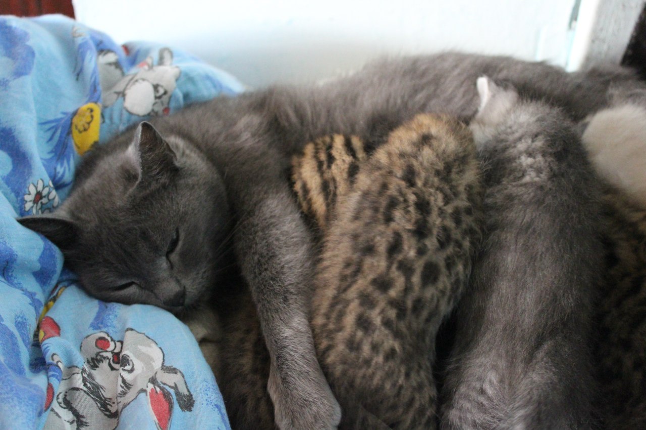 Домашняя кошка проявляет заботу к амурским котятам наравне со своими
