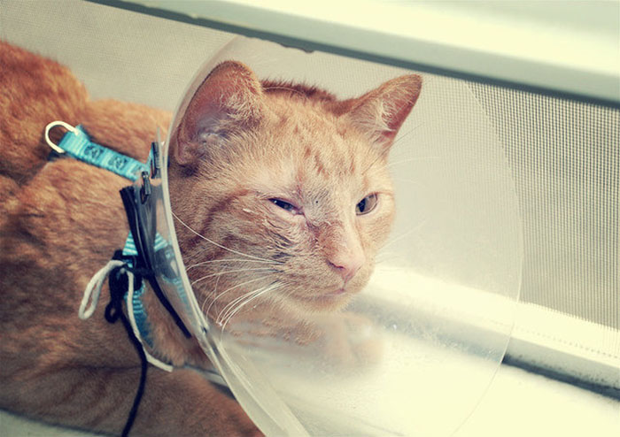 Защитный колпак для котов против расчесывания глаз
