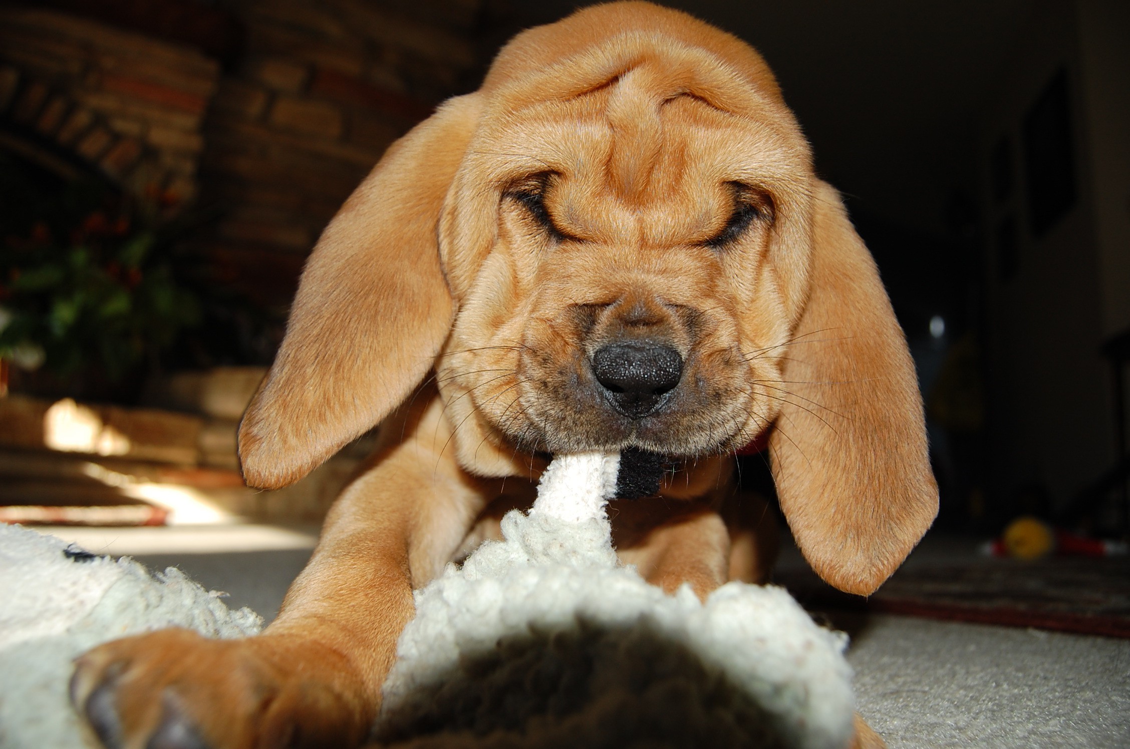 Здоровый щенок бладхаунда – упитанный, любопытный, очень активный, хорошо ест