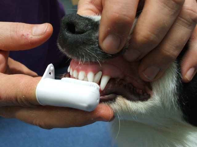 Зубы – одно из уязвимых мест чихуахуа
