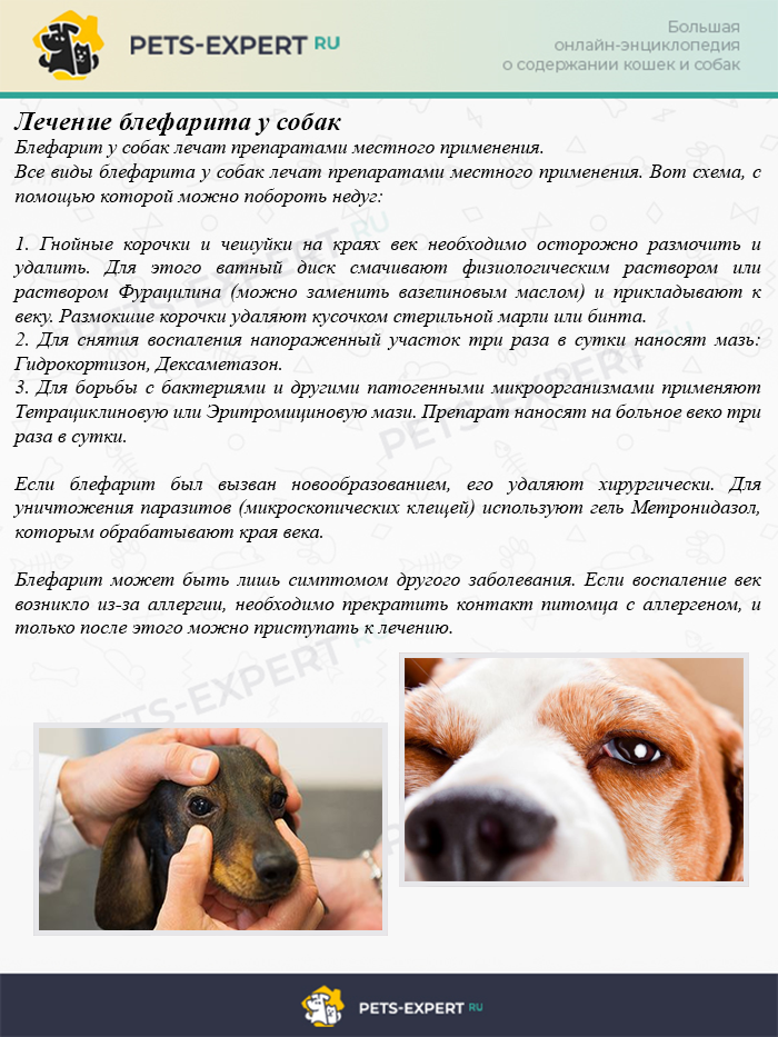 Лечение блефарита у собак