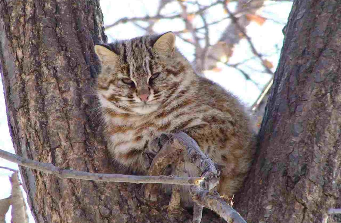 Ловкое лазание по деревьям позволяет дикому коту избежать многих столкновений с хищниками