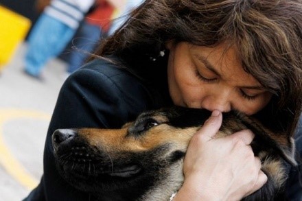 Любая собака отдаст за хозяина жизнь. Отблагодарить ее за такую любовь человек может заботой о ее здоровье и комфорте