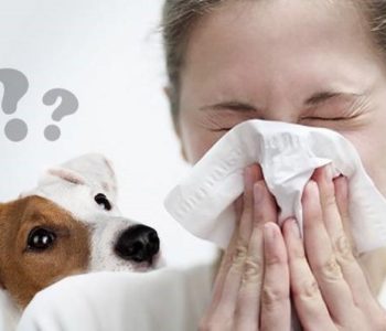 Не всегда человек, реагирующий на собак, имеет аллергию именно на них