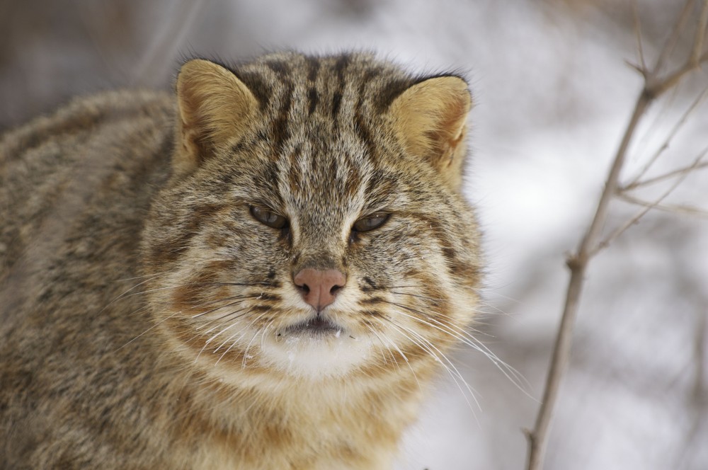 Несбалансированное кормление амурского кота может привести к излижней полноте и болезням