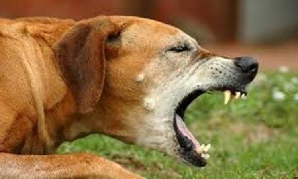 При аденовирусе второго типа собака часто страдает от сильнейшего кашля