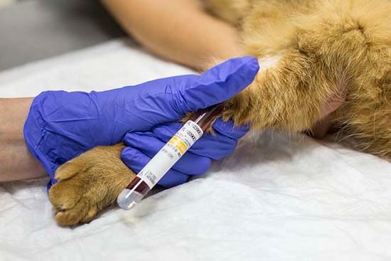 Анализ крови у кошекборе крови кошка почти не ощущает дискомфорта