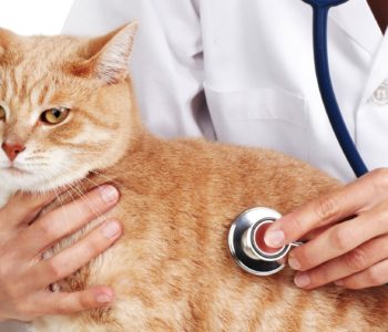 При подозрении на анемию кошке требуется полное обследование