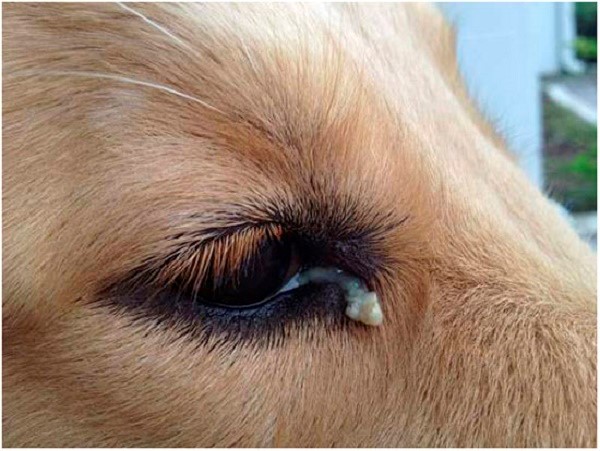 Серозные выделения из глаз и носа часто сопровождают данную болезнь