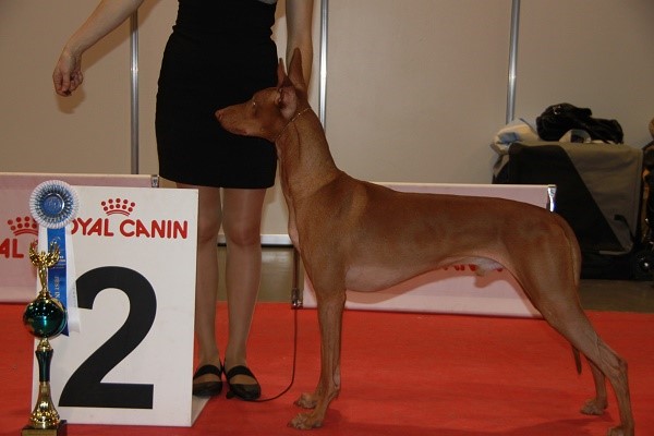 Собаки, прошедшие актировку, могут выступать на выставках, и занимать призовые места