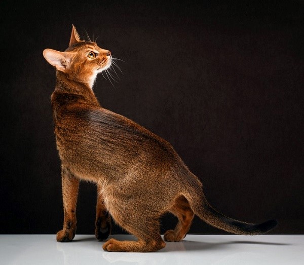 Типичный представитель абиссинской кошки "дикого" окраса