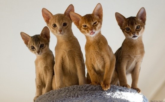 Цена абиссинских котят варьируется от 15 до 80 тысяч рублей