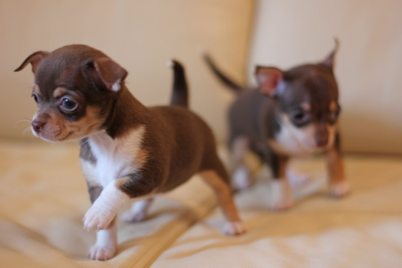 Чихуахуа – единственные собаки, которые рождаются с не до конца сформировавшимся черепом