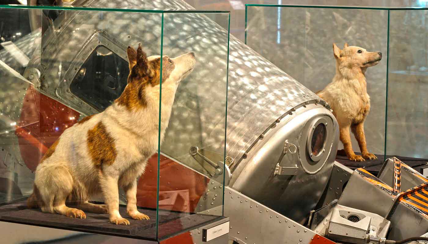 Чучела животных в музее космонавтики в Москве