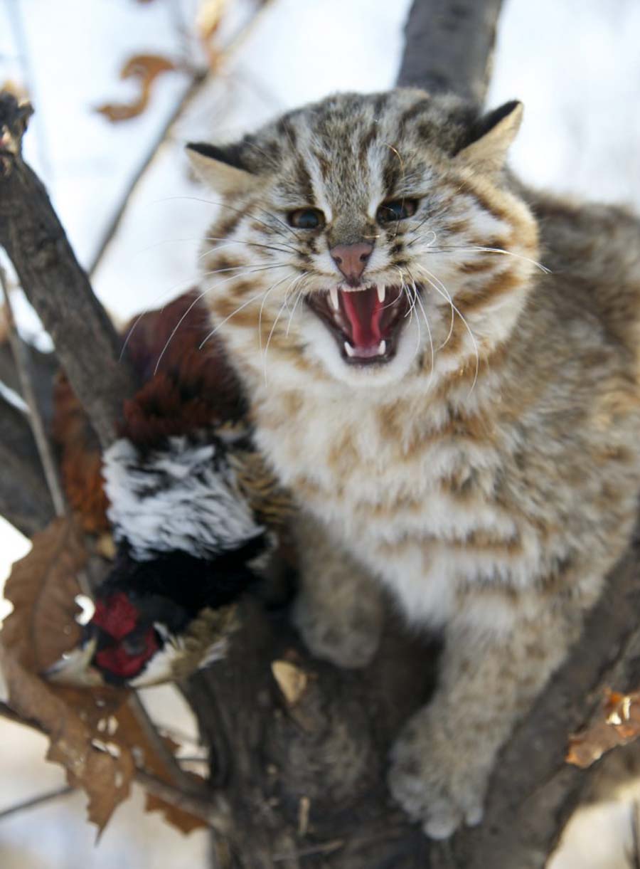 Шипение издаваемое леопардовым котом почти неразличимо для человеского уха