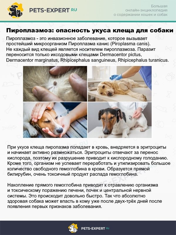 Пироплазмоз - смертельно-опасное для собак заболевание