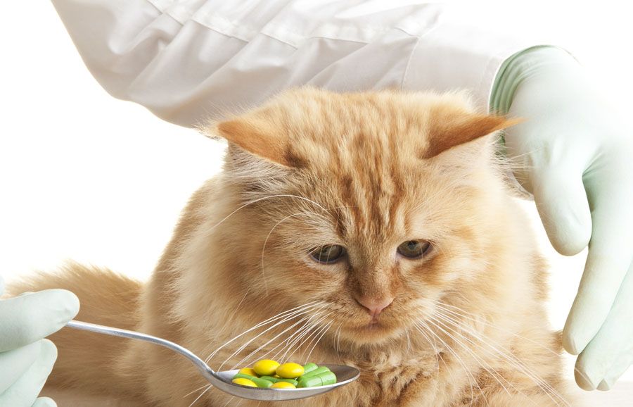 Какие антибиотики давать кошкам при простуде thumbnail
