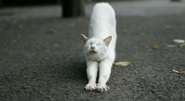 Белых кошек можно встретить лишь к счастью