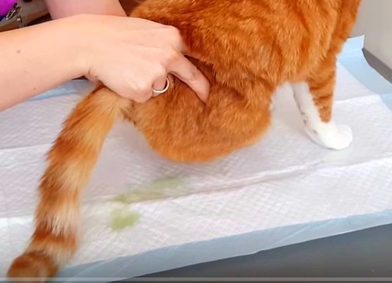 Атония мочевого пузыря у кошек лечение в домашних условиях thumbnail
