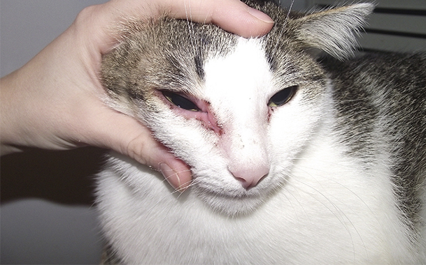 Как может проявляться аллергия у кошки на корм симптомы thumbnail