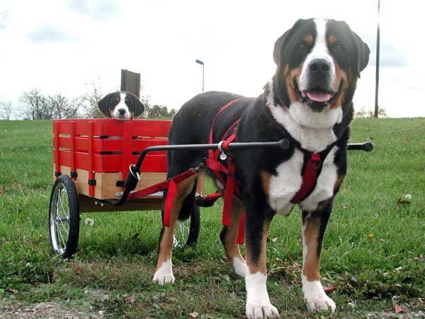 Greater swiss mountain dog порода собак thumbnail