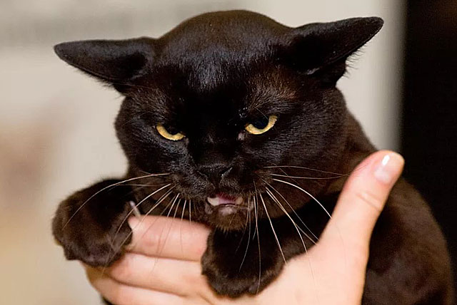 Порода бомбейская кошка стандарт породы thumbnail