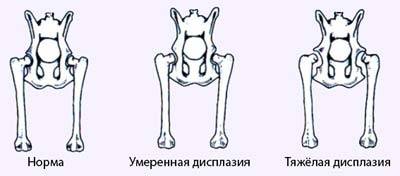 Развитие заболевания у собак и его проявления на разных степенях