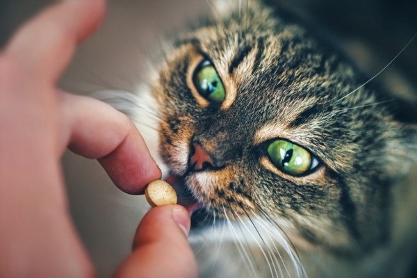 Бронхиальная астма у кошек симптомы видео thumbnail