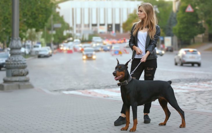 Как правильно воспитывать собаку добермана. Смотреть фото Как правильно воспитывать собаку добермана. Смотреть картинку Как правильно воспитывать собаку добермана. Картинка про Как правильно воспитывать собаку добермана. Фото Как правильно воспитывать собаку добермана