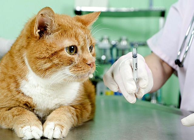 Какие антибиотики давать кошке при кашле thumbnail