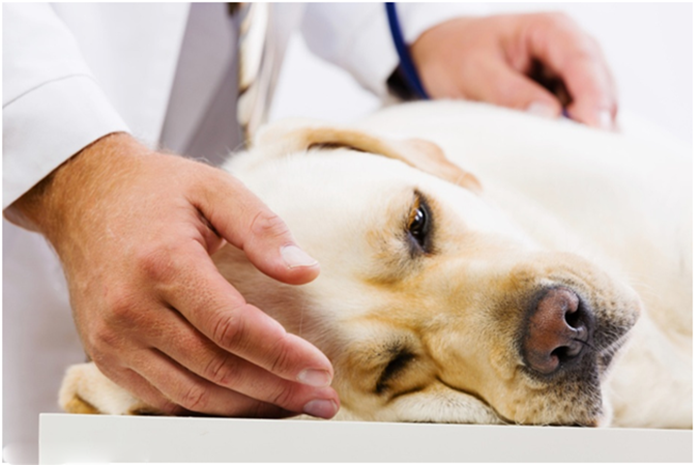 Недержание мочи у собаки лечение народными средствами thumbnail