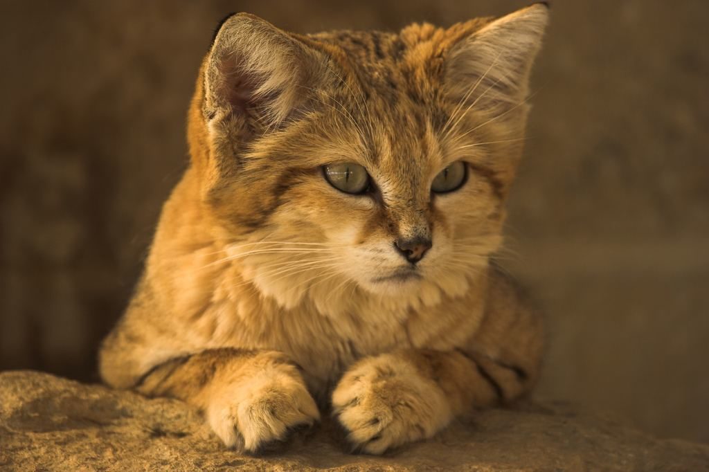 Барханний кіт фото