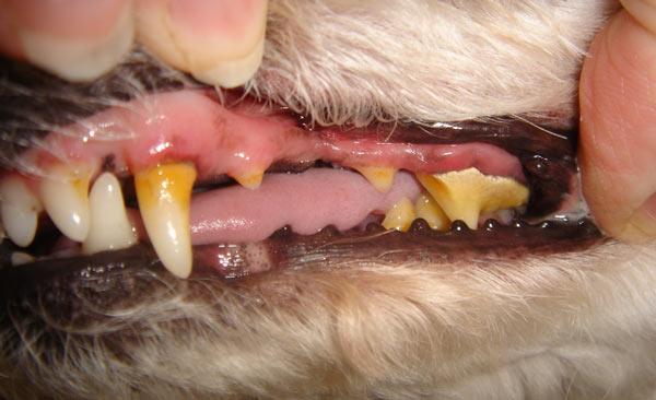 если болят зубы у собаки thumbnail
