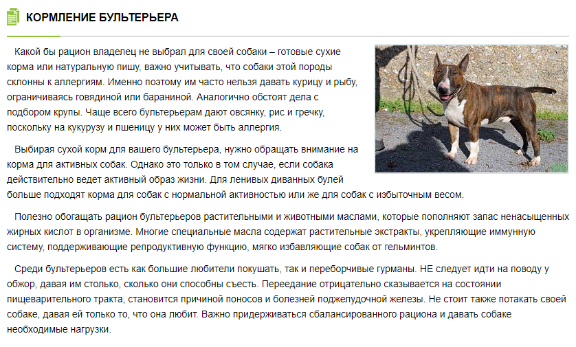 Как кормить бультерьера